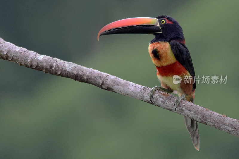 Fiery-Billed Aracari巨嘴鸟